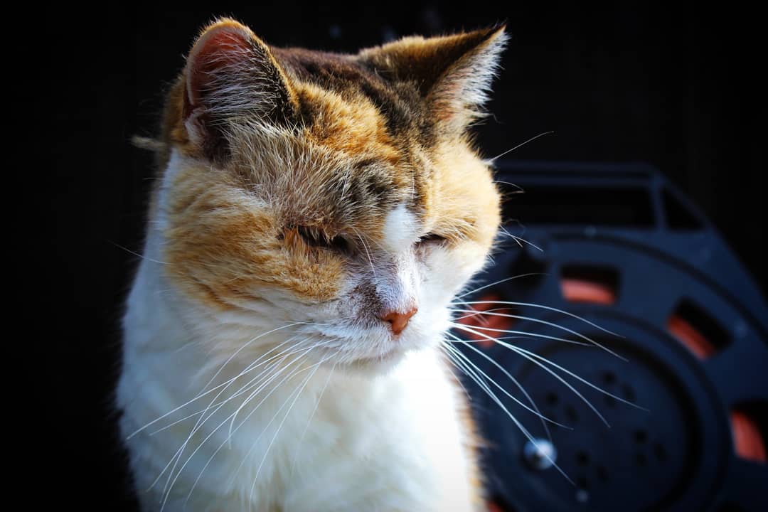 Kylie Lenartowicz - CATS Series